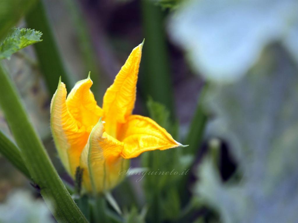 Agriturismo Sanguineto Acquaviva  ภายนอก รูปภาพ